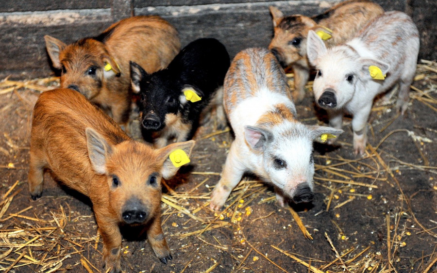 Startul Programului de sprijin pentru crescătorii de porci din rasele Bazna și Mangalița