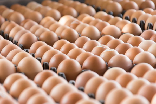 Peste 70.000 de ouă contaminate cu Fipronil